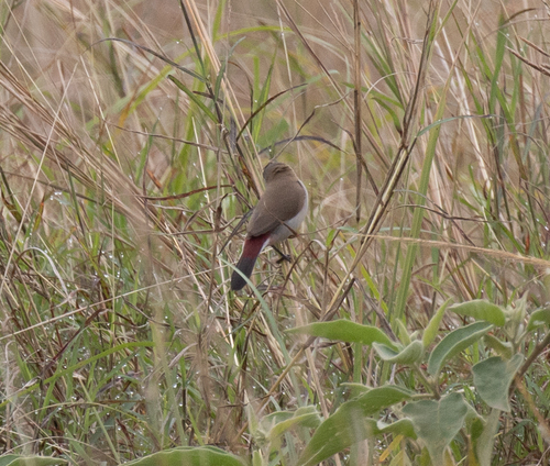 Fawn-breasted Waxbill (Estrilda paludicola), photo 3