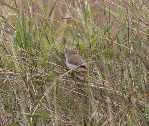 Fawn-breasted Waxbill (Estrilda paludicola), photo 5