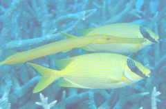 Siganus puellus