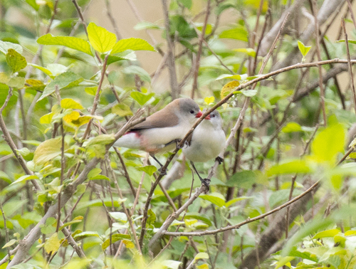 Fawn-breasted Waxbill (Estrilda paludicola), photo 6