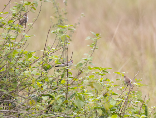 Fawn-breasted Waxbill (Estrilda paludicola), photo 7