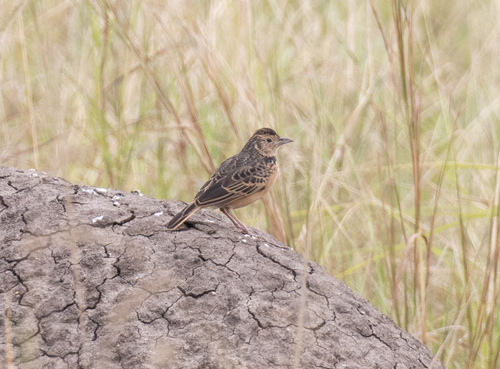 Flappet Lark (Amirafra rufocinnamomea), photo 7