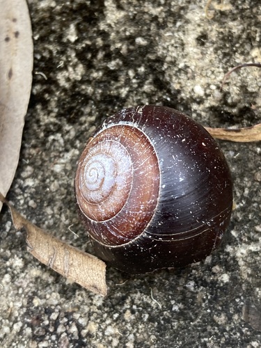 Figuladra incei observed 2025-11-19