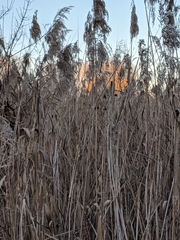 Phragmites australis