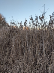 Phragmites australis