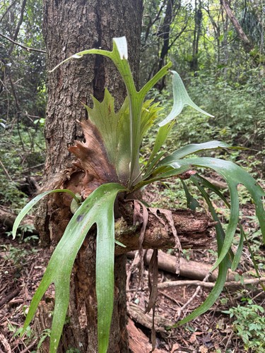 Platycerium bifurcatum