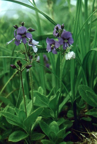 Veronica grandiflora, photograph 4