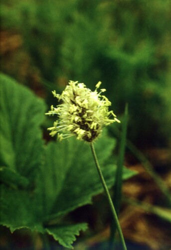 Alpine Foxtail (Alopecurus magellanicus)