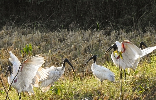 Black-headed Ibis