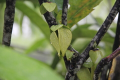 Goniothalamus griffithii