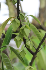 Goniothalamus griffithii