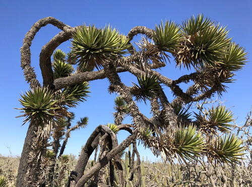 Yucca valida