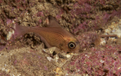 Pempheris multiradiata