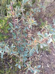 Berberis grevilleana