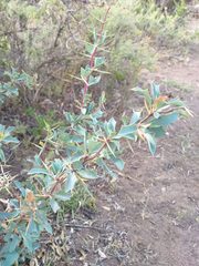 Berberis grevilleana