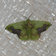 Phrudocentra janeira