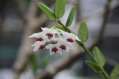 Hoya engleriana