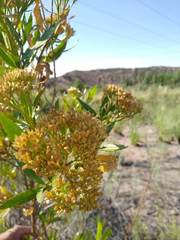 Tessaria dodonaeifolia