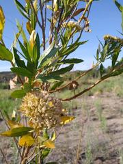 Tessaria dodonaeifolia