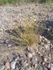 Baccharis spartioides