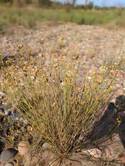 Baccharis spartioides