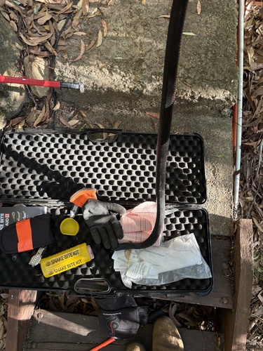 Red-bellied Black Snake sighting