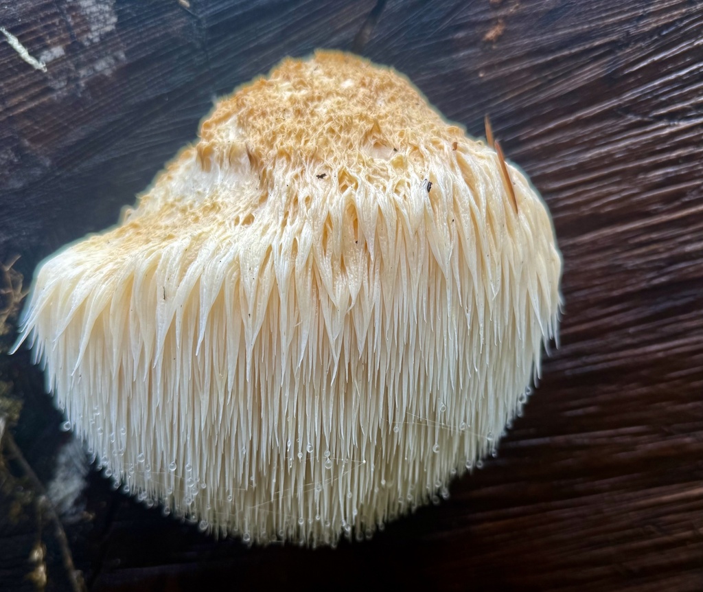 Hericium erinaceus · November 2025 · photo: © hllrnnr (iNaturalist, cc0)