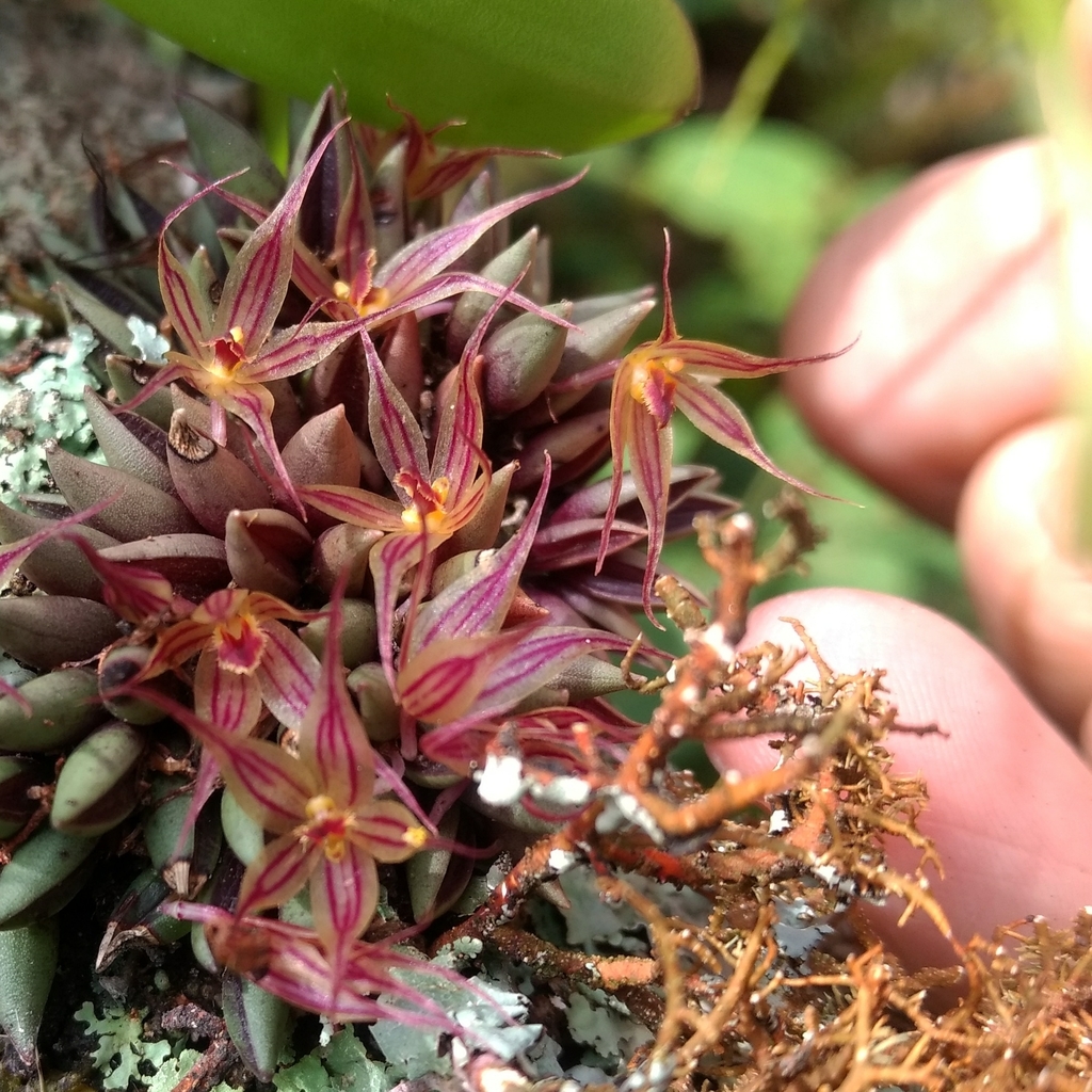 Octomeria aloifolia