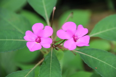 Impatiens violiflora