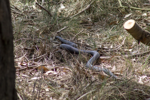 Red-bellied Black Snake sighting