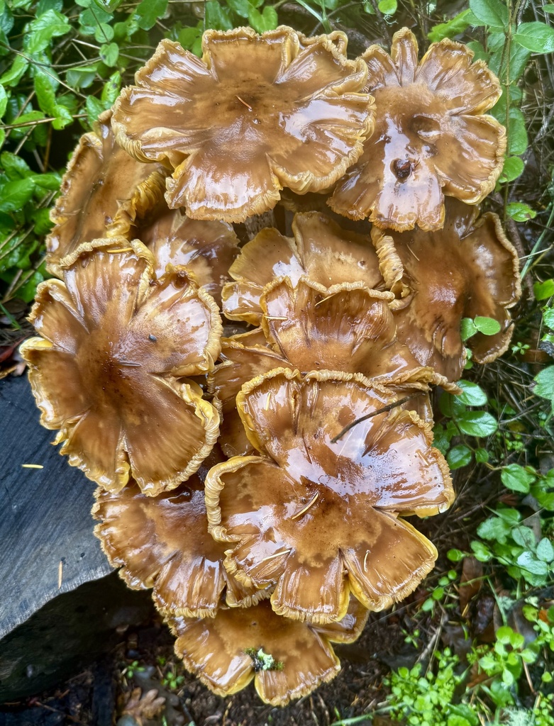 Armillaria mellea · November 2025 · photo: © hllrnnr (iNaturalist, cc0)