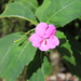 Impatiens phuluangensis - Photo (c) Moss Natthaphong, μερικά δικαιώματα διατηρούνται (CC BY-NC), uploaded by Moss Natthaphong