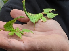 Phylliidae