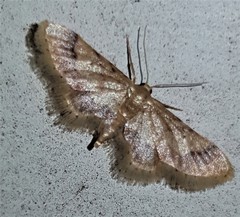 Idaea trypheropa