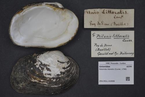 Potomida littoralis