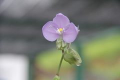 Murdannia gigantea