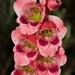 Thick-leaved Gladiolus - Photo (c) Kate Braun, some rights reserved (CC BY-NC), uploaded by Kate Braun