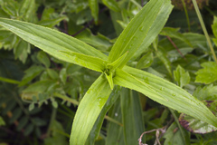 Arnica sachalinensis