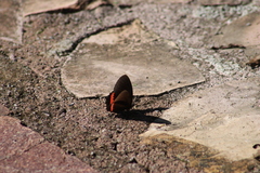 Biblis