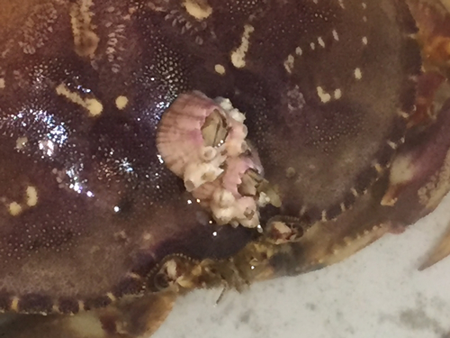 Paraconcavus pacificus