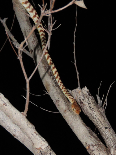 Brown Tree Snake sighting