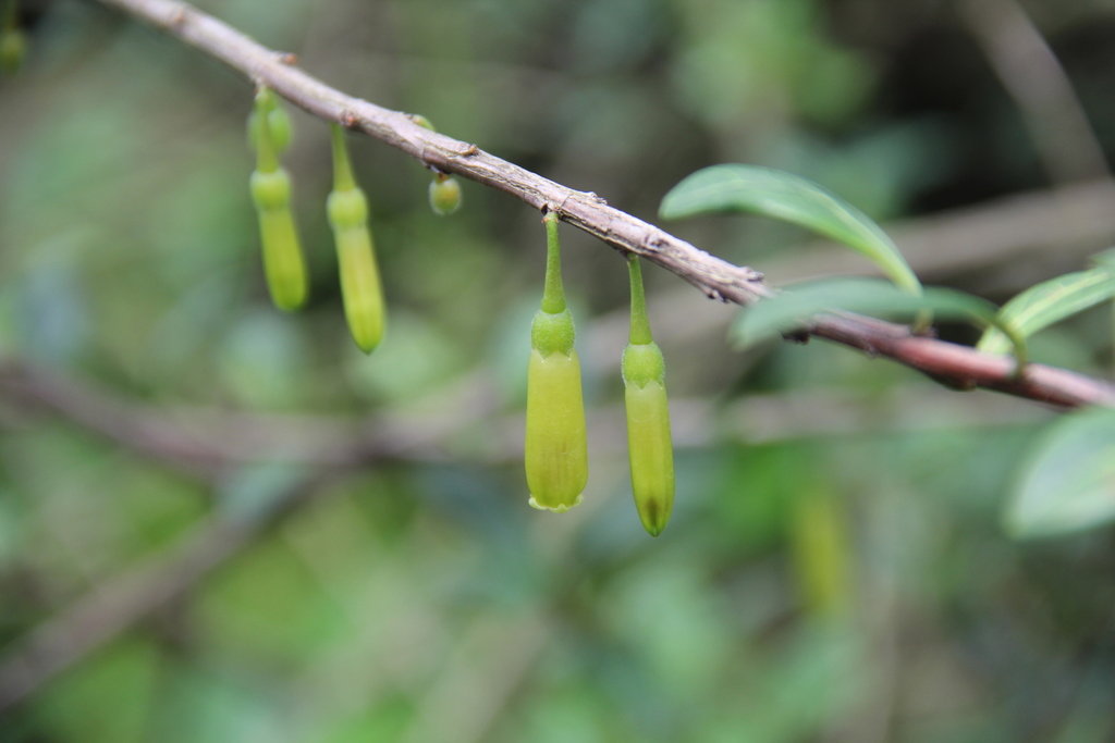 Agapetes mannii (Agapetes mannii)