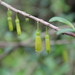 Agapetes mannii - Photo (c) Moss Natthaphong, algunos derechos reservados (CC BY-NC), subido por Moss Natthaphong