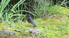 Tarsiger johnstoniae