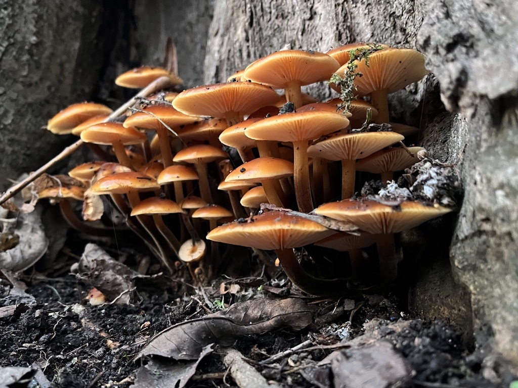 Flammulina · November 2025 · photo: © pavel_kacl (iNaturalist, cc-by)