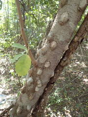 Zanthoxylum zanthoxyloides