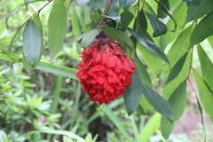 Brownea ariza