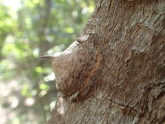 Zanthoxylum zanthoxyloides