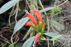 Aeschynanthus fulgens