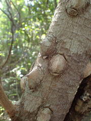 Zanthoxylum zanthoxyloides